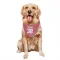 Pink Arizona Cardinals Chad Ryland   Dog & Cat Pet Bandana